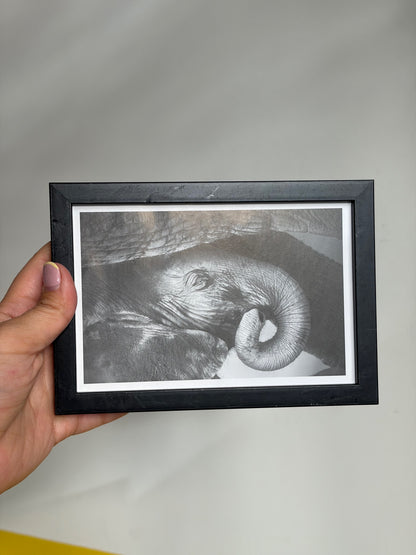 PHOTO ENCADRÉE ÉLÉPHANT N&B | CADRE NOIR