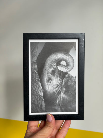 PHOTO ENCADRÉE ÉLÉPHANT N&B | CADRE NOIR